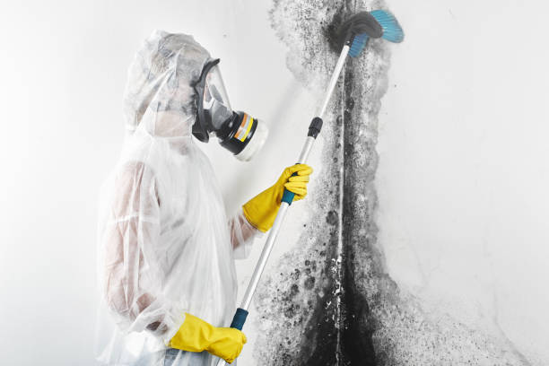 Tsaile, AZ Mold Removal Company